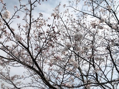 S__31621124.jpg