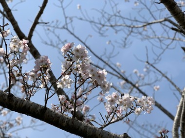 S__46039047.jpg
